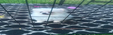 Pomeranian 1