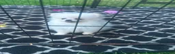 Pomeranian dogs for sale: Beautiful Pomeranian Girl Puppy in London - Advert 3