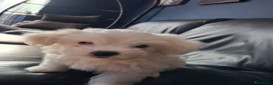 Bichon Frise Girl