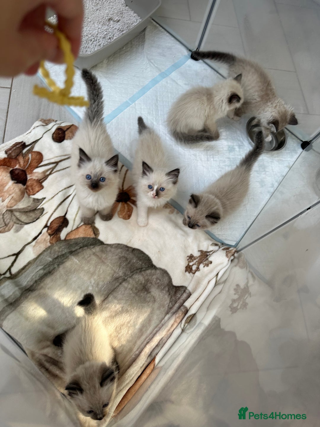 Ragdoll cats for sale: Ragdoll baby’s ready for forever homes  - Image 2