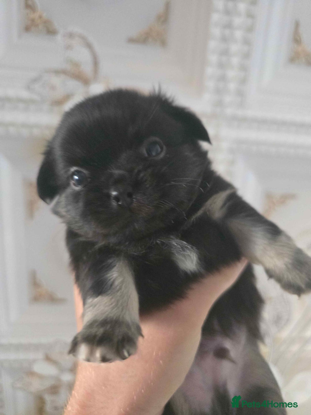 Chihuahua dogs for sale: 3 Adorable little princes chihuahua puppies - Image 16