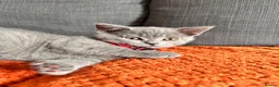 British Shorthair cats for sale: Adorable British Shorthair Boy - Advert 7