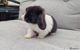 Mini Lop rabbits for sale: Mini lop babies  - Image 8