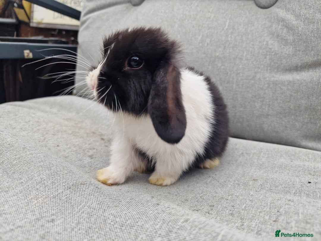 Mini Lop rabbits for sale: Mini lop babies  - Image 8