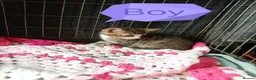 Bengal cats for sale: Bengal Cross kittens  - Advert 4