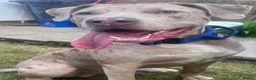 Mixed Breed dogs for sale: Hades in Telford - Advert 8
