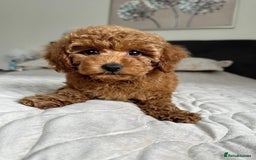 Cavapoo dogs for sale: Cavapoo F1 Puppies  - Advert 1