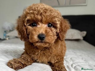 Cavapoo dogs Cavapoo F1 Puppies - Advert 7
