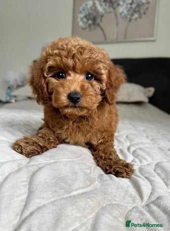 Cavapoo dogs Cavapoo F1 Puppies - Advert 1