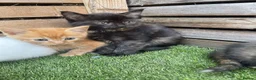 Mixed Breed cats for sale: 5 beautiful kittens - ready to leave now  - Advert 7