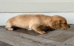 Miniature Dachshund dogs for sale: Long haired miniature dachshunds  - Image 7