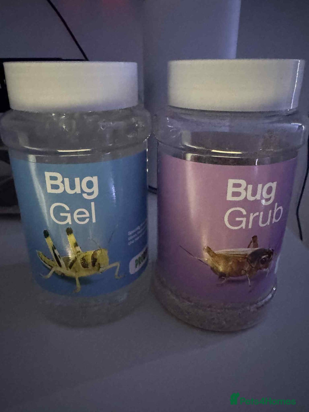 Gecko reptiles for sale: Leapord gecko for sale!! - Advert 4