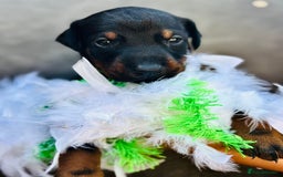 Dobermann dogs for sale: Welcoming the Disco Dobermans litter  - Image 12