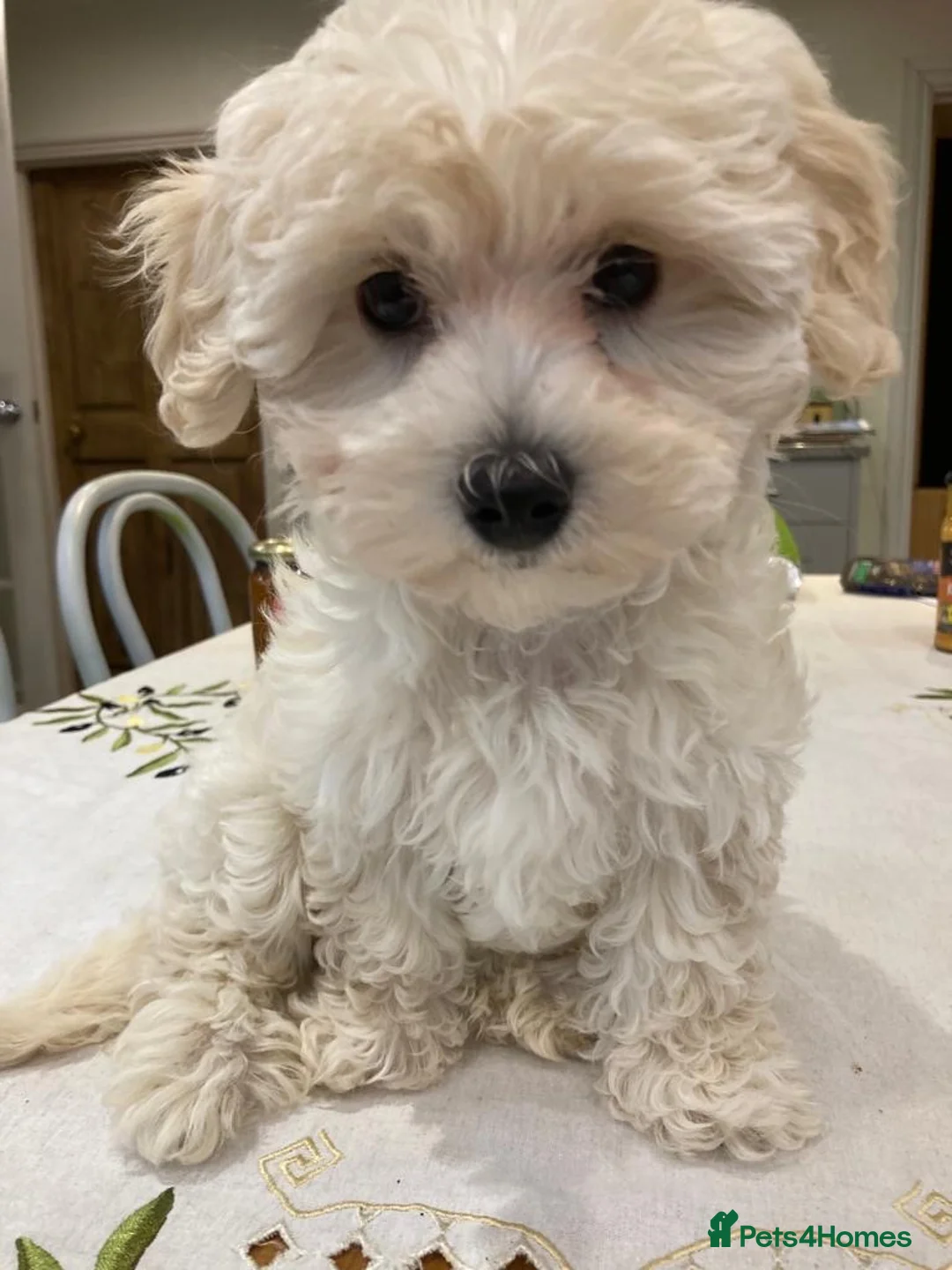 Maltese dogs for stud: Gorgeous Maltese At STUD in Coventry - Advert 13