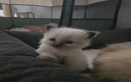 Ragdoll cats for sale: Ragdol KITTENS 😸 ♥️  - Image 21