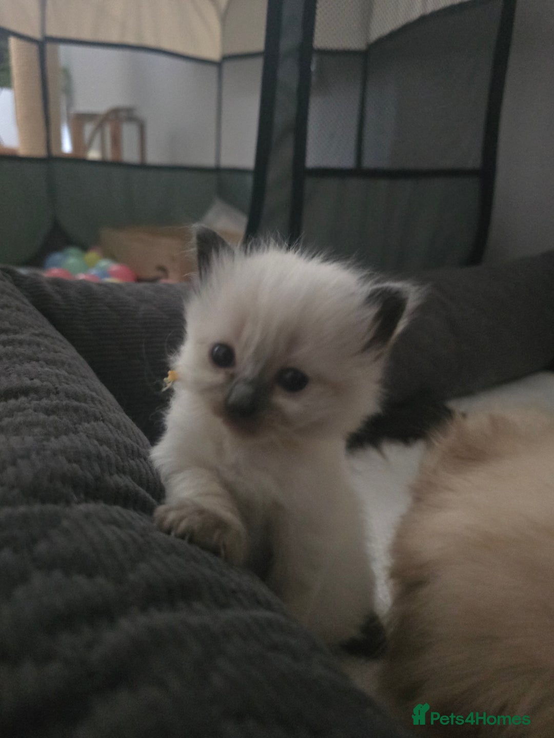 Ragdoll cats for sale: Ragdol KITTENS 😸 ♥️  - Image 21