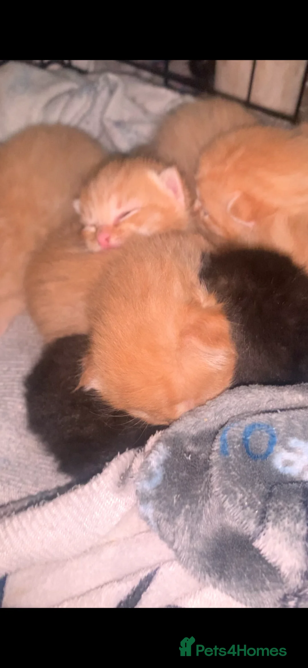 Mixed Breed cats for sale: Domestic long hair cross sphynx  in Blackburn - Advert 2