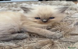 Ragdoll cats for sale: Beautiful ragdolls  - Image 7