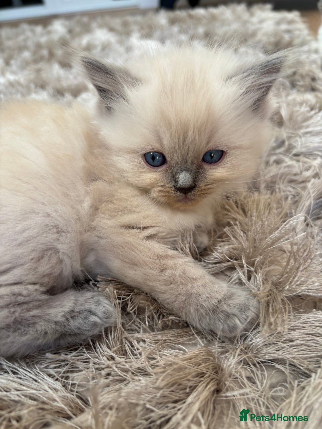 Ragdoll cats for sale: Beautiful ragdolls  - Image 7