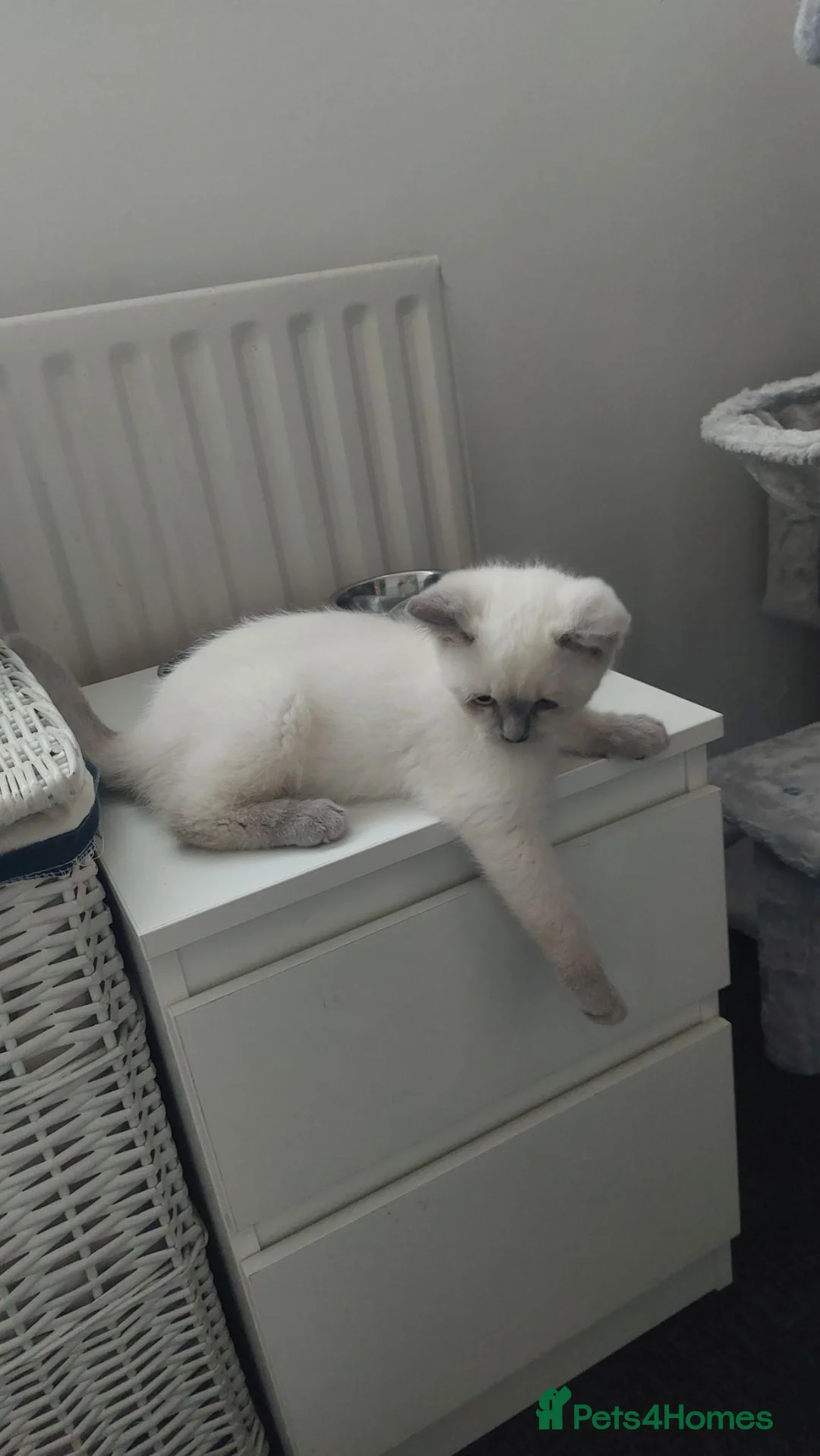 British Shorthair cats for stud: British Shorthair for Stud! - Advert 6