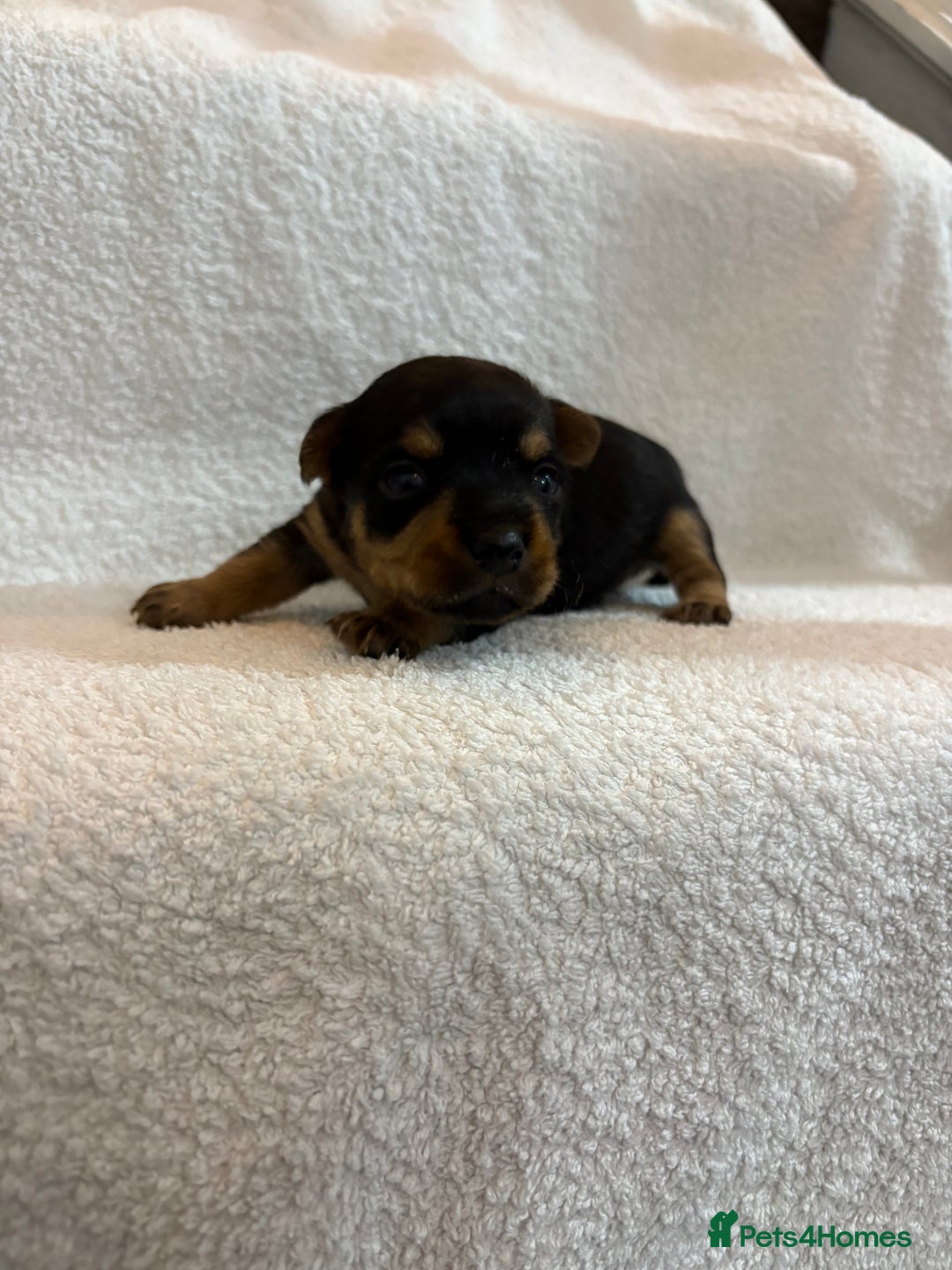 Yorkshire Terrier dogs for sale: Yorkshire terrier, terrier cross puppies - Advert 6