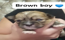 Mixed Breed dogs for sale: Pom x shih tzu pups  - Image 1