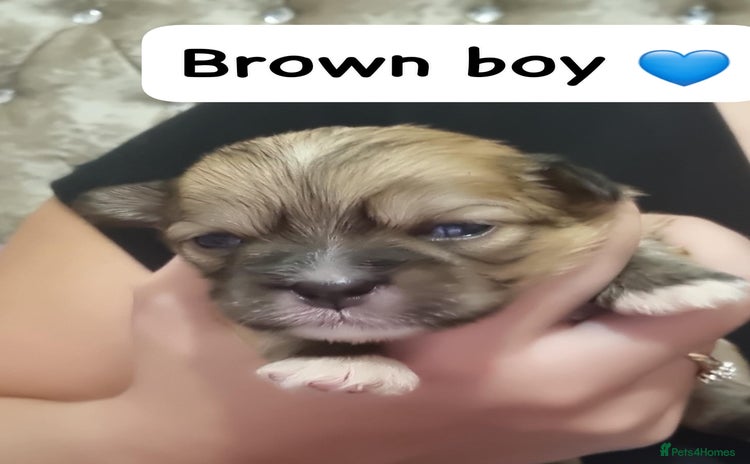 Mixed Breed dogs - Advert 1