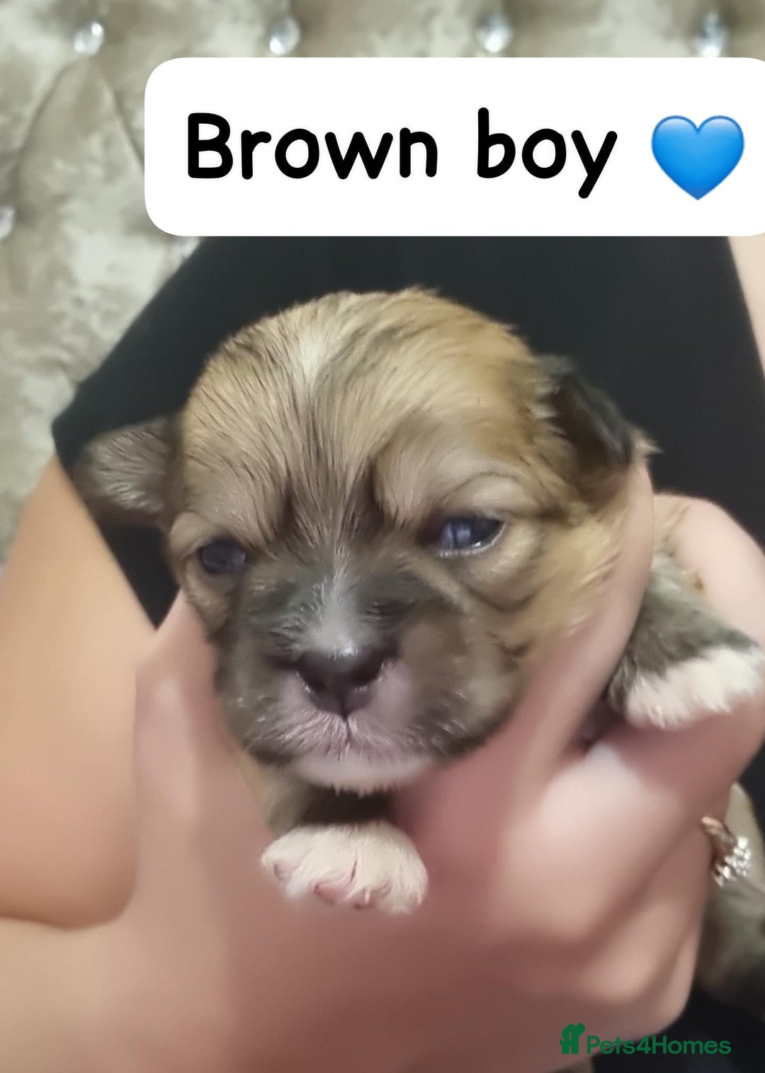 Mixed Breed dogs for sale: Pom x shih tzu pups  - Image 1