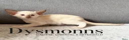 Oriental cats for sale: Last girl available-TICA - Advert 1