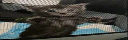Maine Coon cats for sale: TICA registered large Maine Coon kittens in Newport - Advert 16