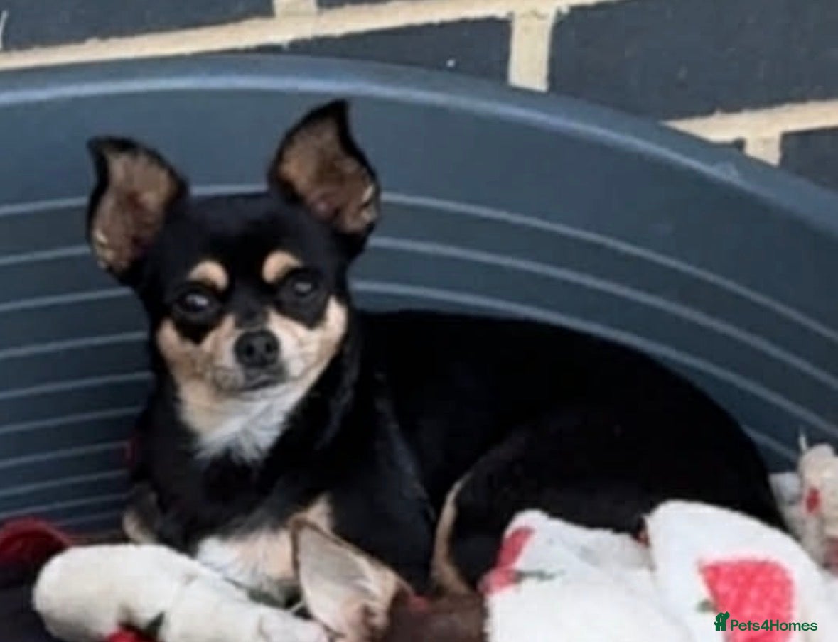 Chihuahua dogs Stunning chihuahuas READY to leave - Advert 2