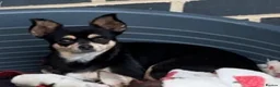 Chihuahua dogs for sale: Stunning chihuahuas READY to leave - Advert 1