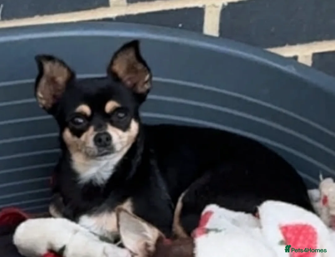 Chihuahua dogs for sale: Stunning chihuahuas READY to leave - Advert 1