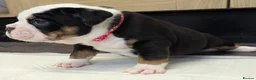 Olde English Bulldogge dogs for sale: 6 Olde English Bulldog puppies in Barry - Advert 6