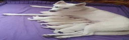 Siberian Husky dogs for sale: Pure White Siberian Husky Pups - Advert 1
