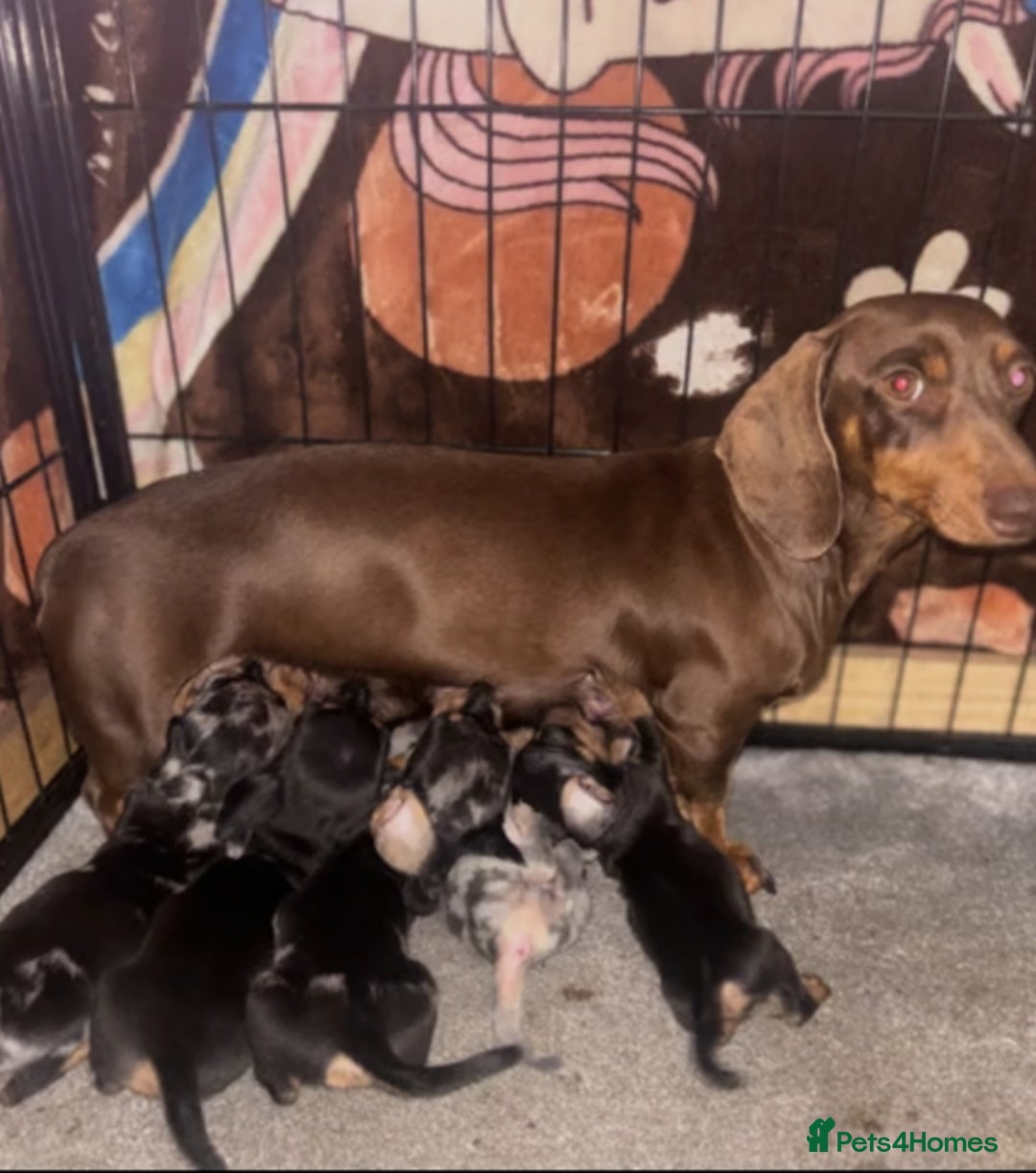 Miniature Dachshund dogs for sale: Miniature Dachshund Puppies  - Image 13