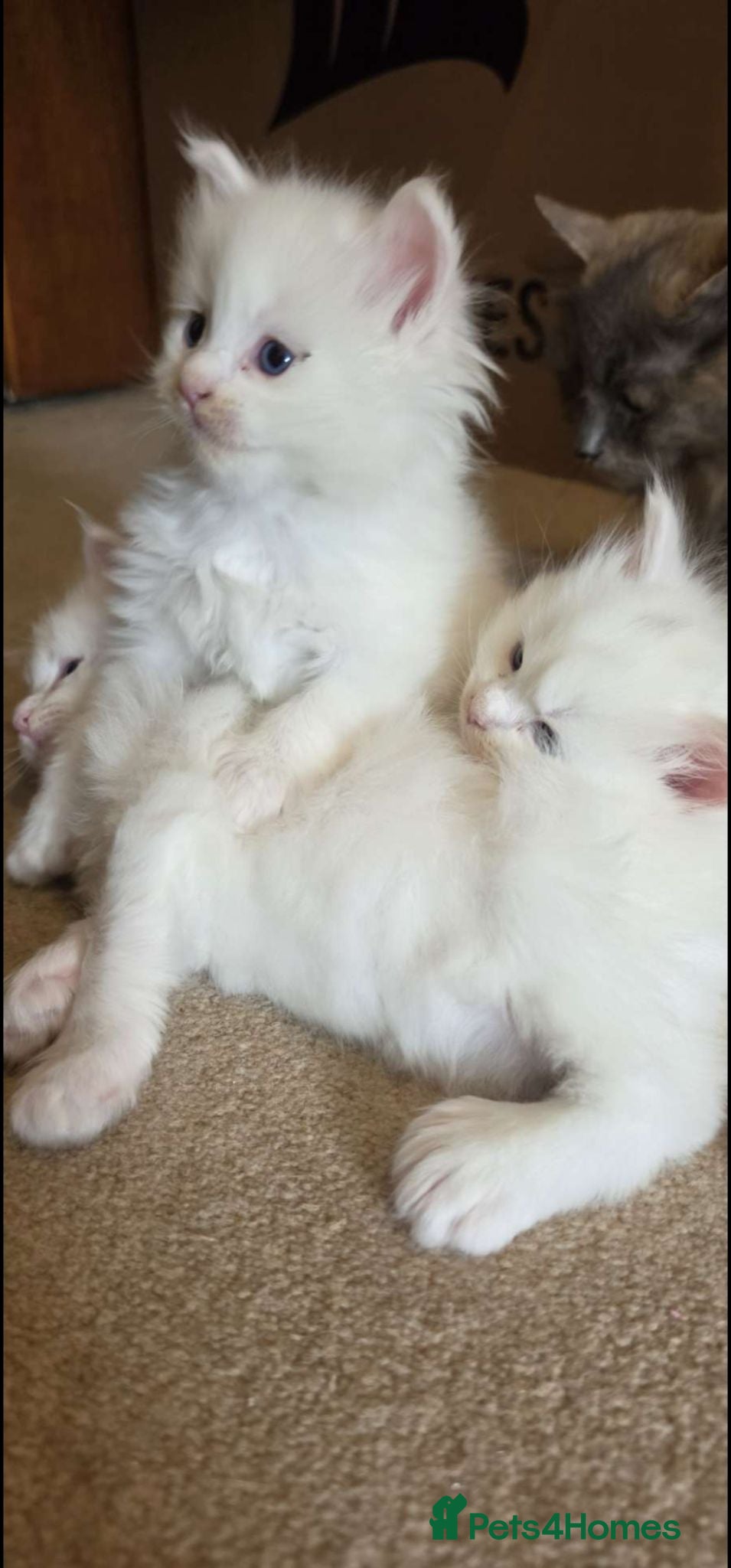 Mixed Breed cats polydactyl mainecoon cross russian nebelung - Advert 12