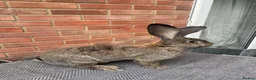 Continental Giant rabbits for sale: Male Continental German Giant Rabbit  - Advert 1