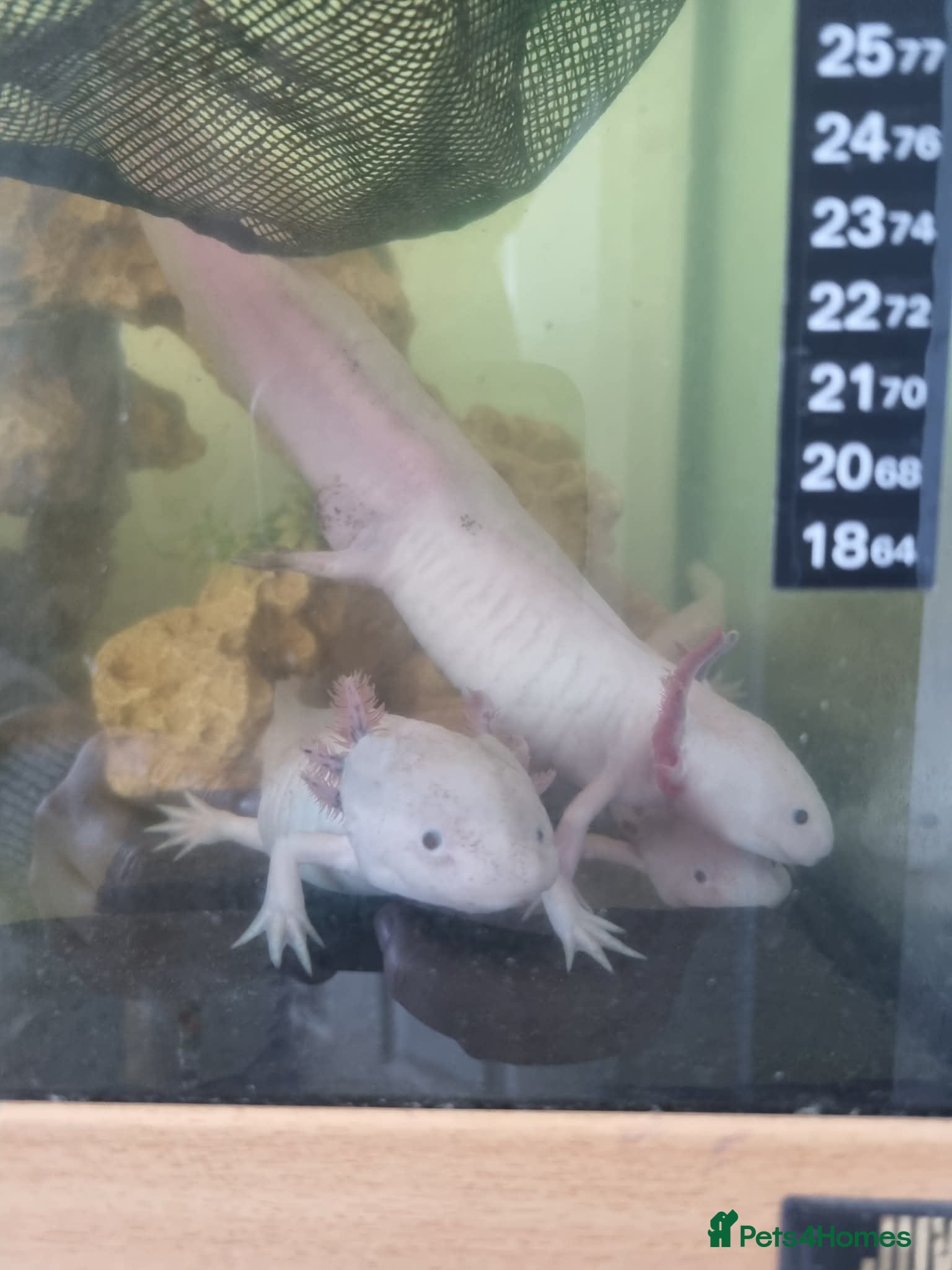 Axolotl reptiles 3 Axolotls and 4ft tank - Advert 3