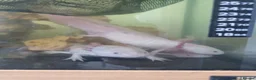 Axolotl reptiles for sale: 3 Axolotls and 4ft tank in Andover - Advert 1