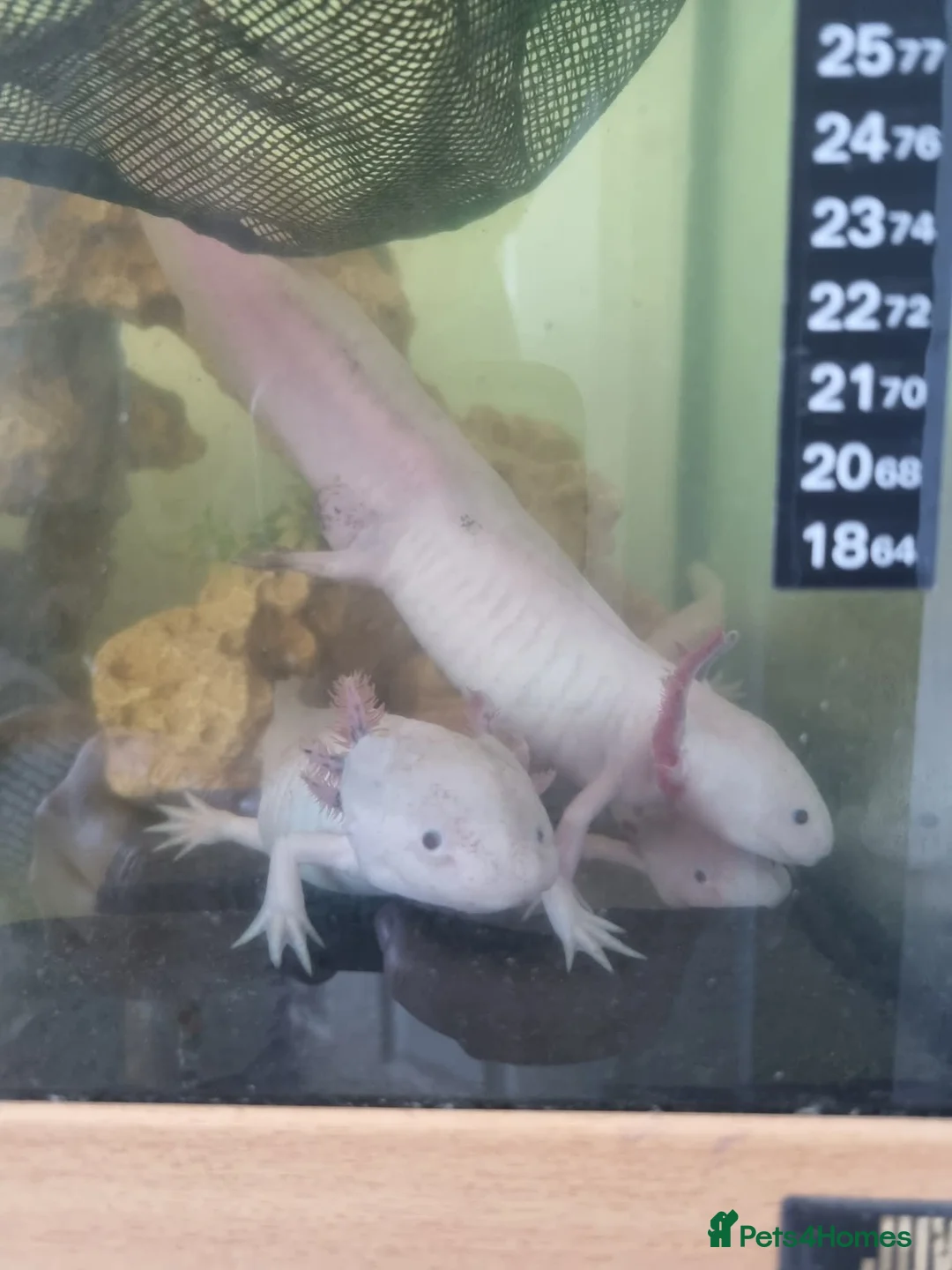 Axolotl reptiles for sale: 3 Axolotls and 4ft tank in Andover - Advert 1