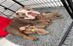English Bulldog dogs for sale: Chunky English bulldog puppies!! - Image 25