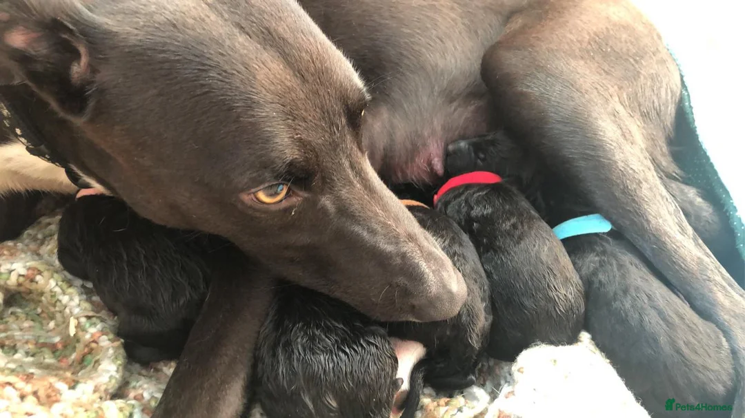 Standard Poodle dogs for stud: Cream K.C reg Standard Poodle 4 Stud  in Chesterfield - Advert 4