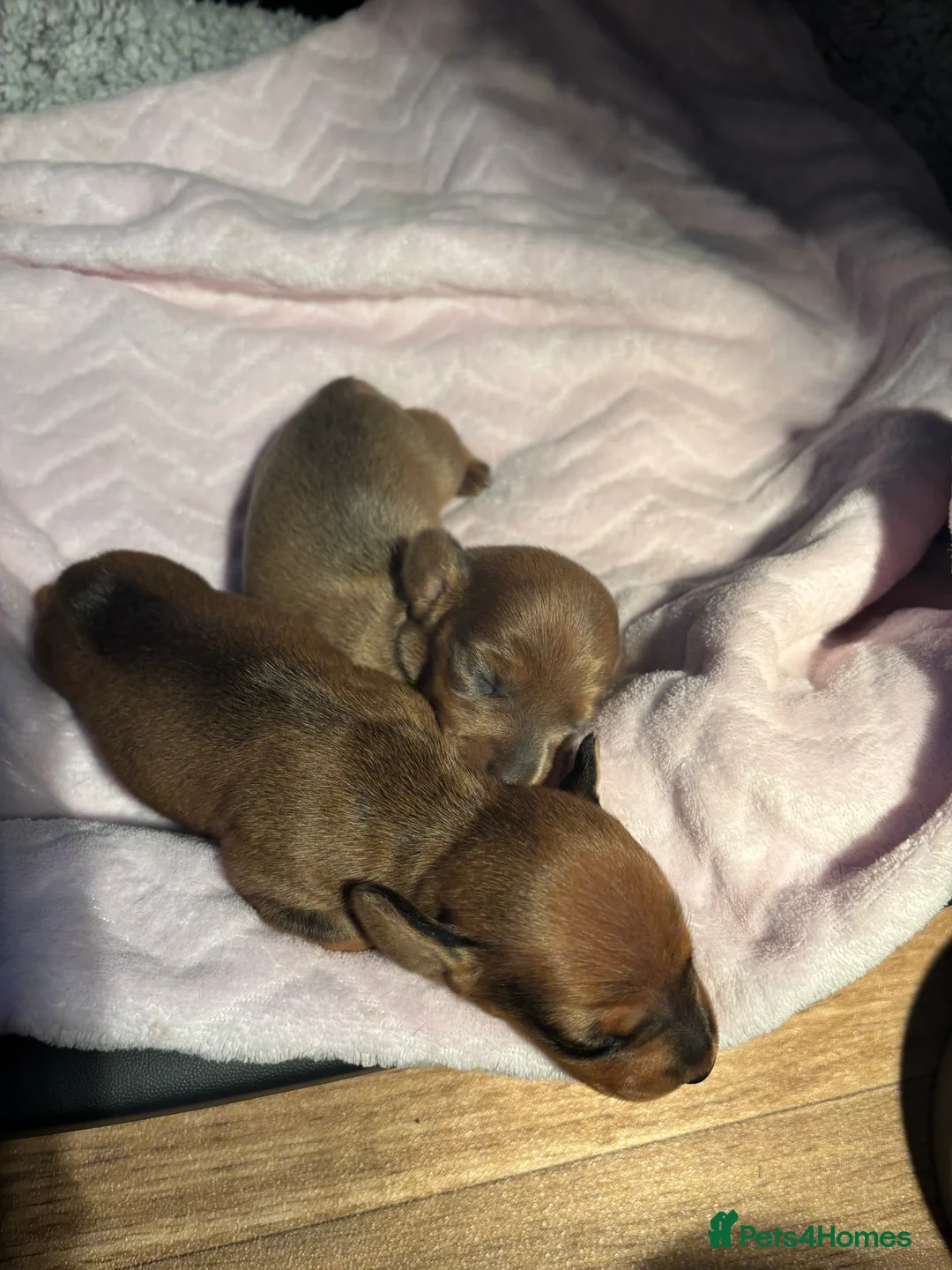 Miniature Dachshund dogs for sale: Miniature dachshund puppies  - Advert 8