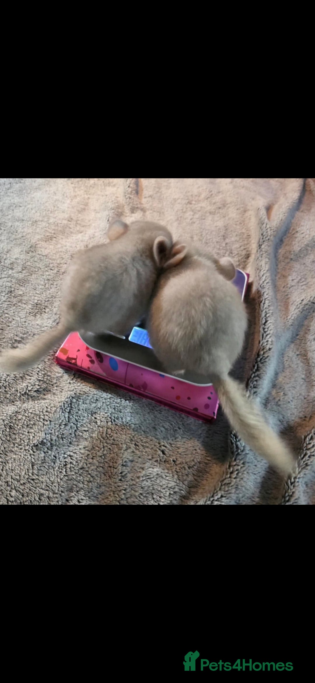 Chinchilla rodents for sale: 2 female chinchillas 9 weeks old  - Image 6