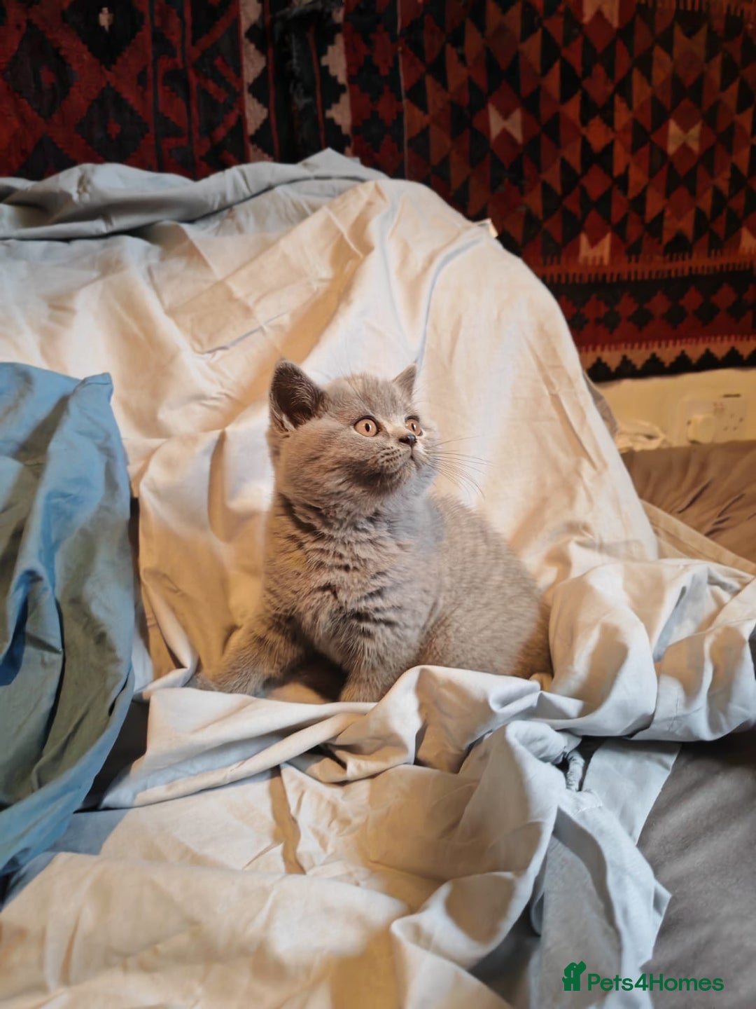 British Shorthair cats for sale: Blue/Lilac British Shorthair Kittens - Advert 10