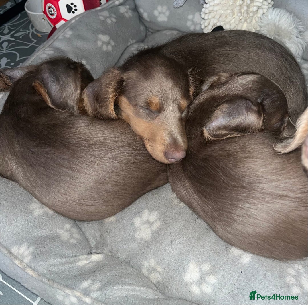 Miniature Dachshund dogs for sale: REDUCED Mini Isabella/tan Dachshunds  VACCINATED - Image 35