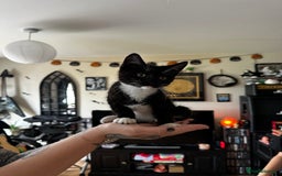 Sphynx cats for sale: Sphynx/domestic shorthair  in Cheltenham - Image 2
