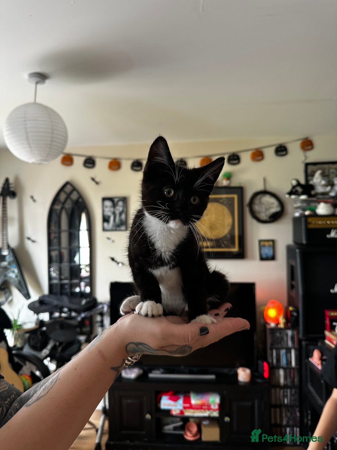 Sphynx cats for sale: Sphynx/domestic shorthair  in Cheltenham - Image 2
