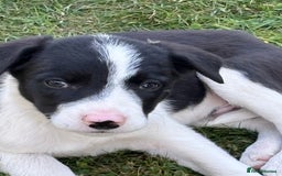 Border Collie dogs for sale: One Wonderful Boy Available - Image 3